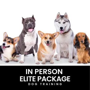 Elite In-Person Dog Training Package