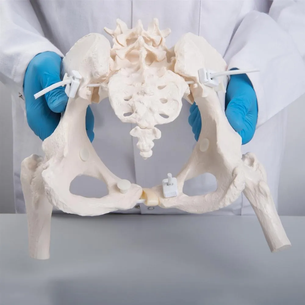 Flexible Female Pelvis with Femur Heads