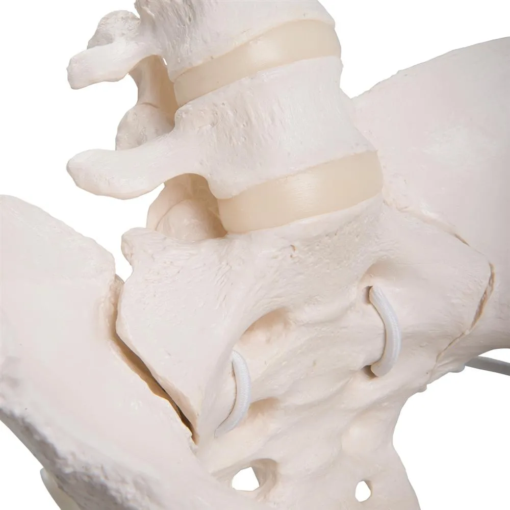 Flexible Female Pelvis with Femur Heads