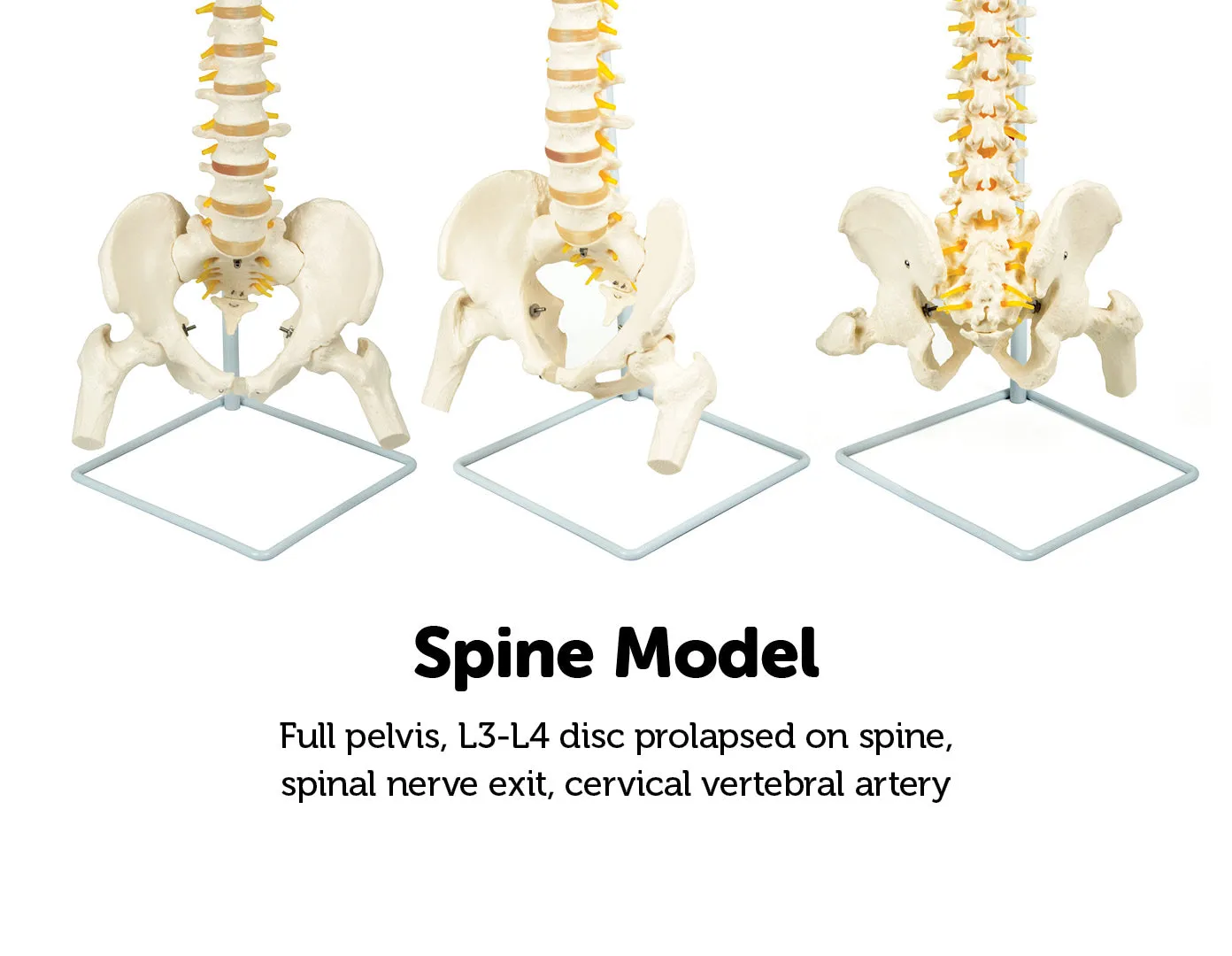 Flexible Life-Size Spine, Pelvis & Femur Model - 86cm with Stand