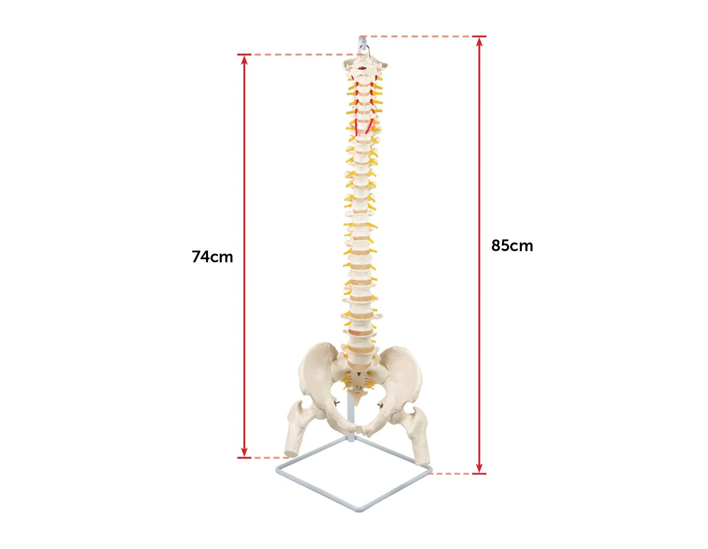 Flexible Life-Size Spine, Pelvis & Femur Model - 86cm with Stand