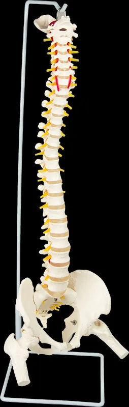 Flexible Life-Size Spine, Pelvis & Femur Model - 86cm with Stand