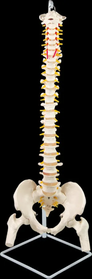 Flexible Life-Size Spine, Pelvis & Femur Model - 86cm with Stand