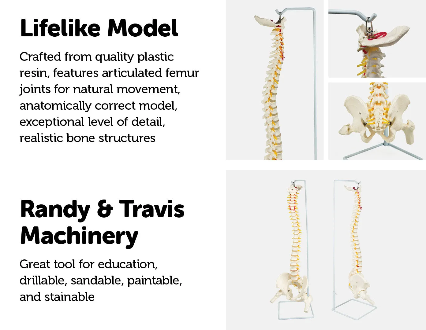 Flexible Life-Size Spine, Pelvis & Femur Model - 86cm with Stand