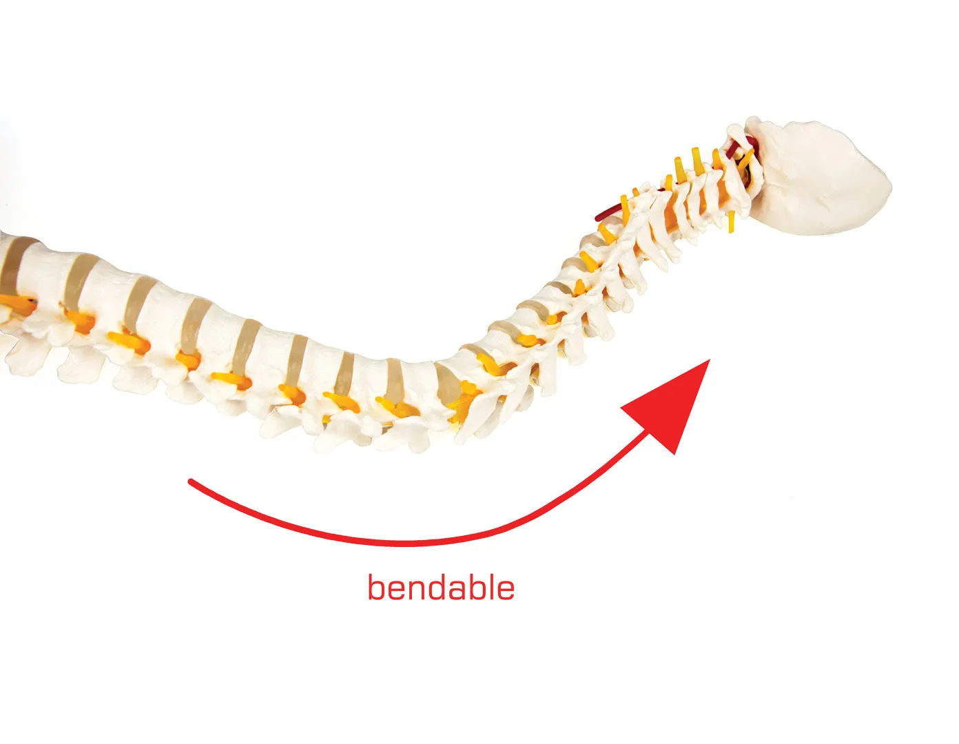 Flexible Life-Size Spine, Pelvis & Femur Model - 86cm with Stand