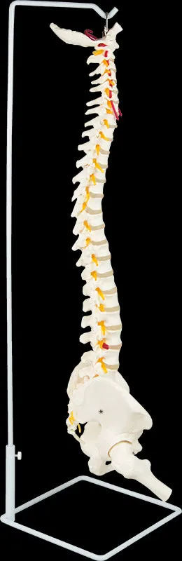 Flexible Life-Size Spine, Pelvis & Femur Model - 86cm with Stand