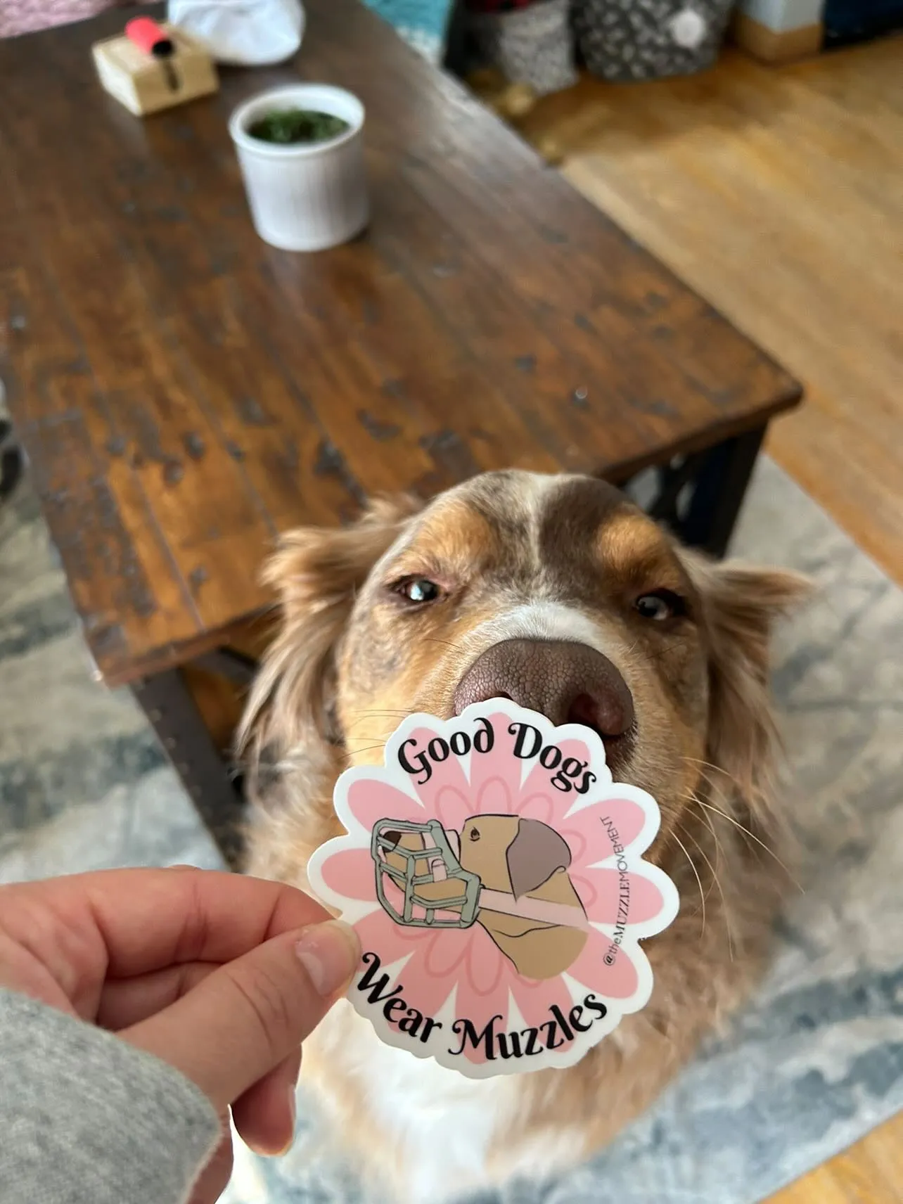 ‘Good dogs wear muzzles’ Sticker