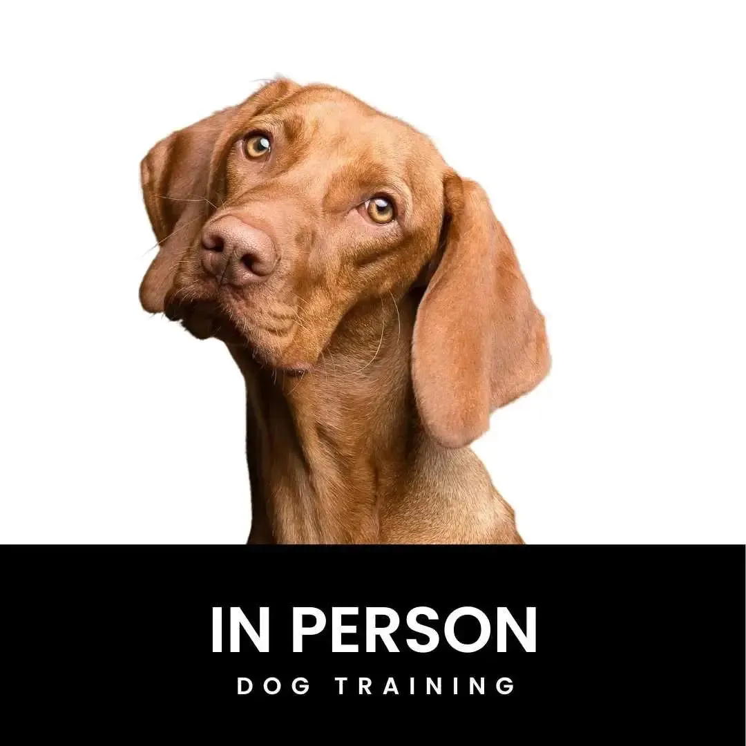 In-Person Dog Training Package (12 sessions)