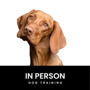 In-Person Dog Training Package (12 sessions)