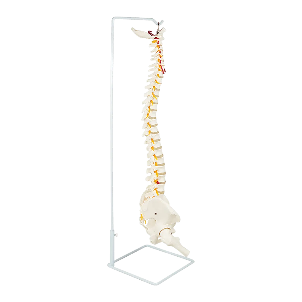 Life Size Flexible Vertebral Spine Pelvis & Femur Skeleton Model Anatomy Model