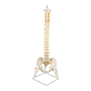 Life Size Flexible Vertebral Spine Pelvis & Femur Skeleton Model Anatomy Model