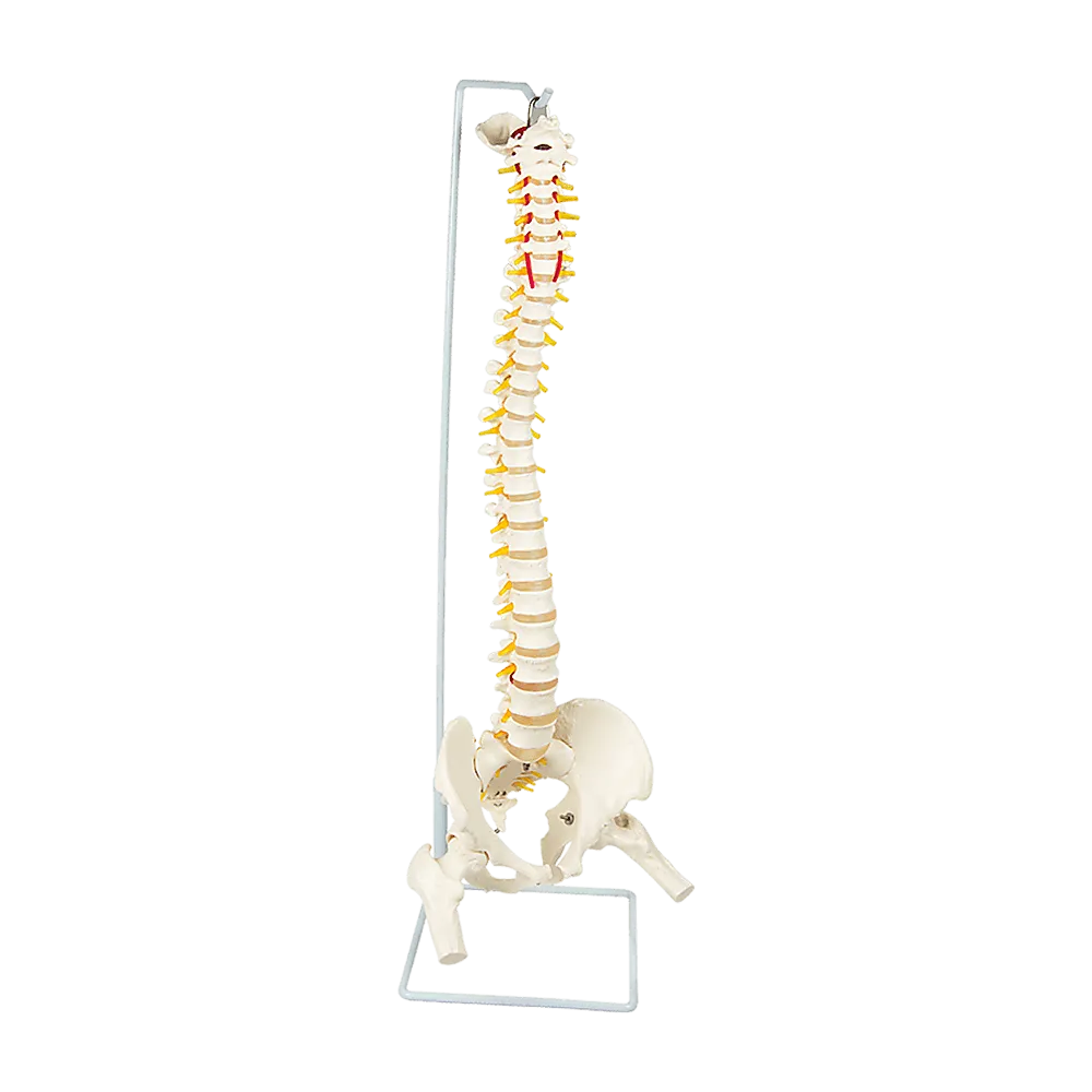 Life Size Flexible Vertebral Spine Pelvis & Femur Skeleton Model Anatomy Model